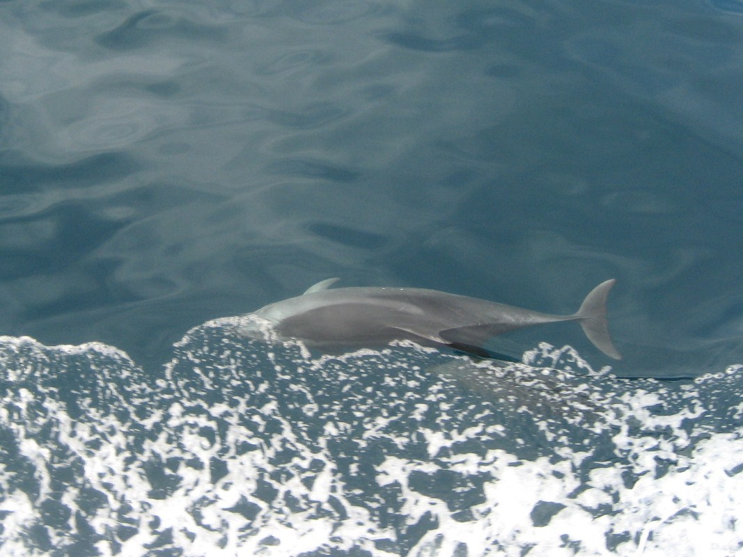 The playful dolphins of the sound