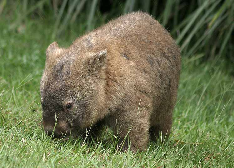 wombat-pic